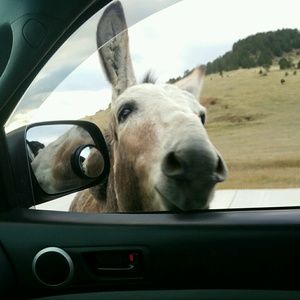 Meet your Posher, Lydia